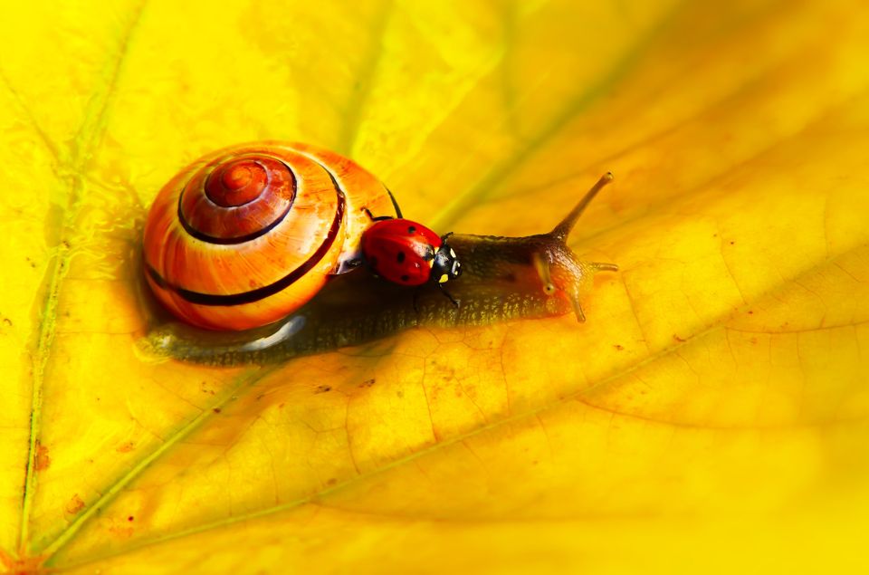A sabedoria do caracol