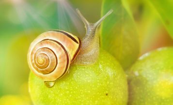 O Caracol | Primavera 2024