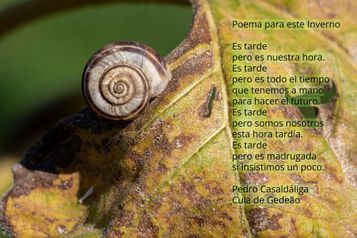 O Caracol - XVII | Inverno 2025