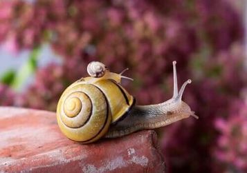 O Caracol | Rentrée 2022