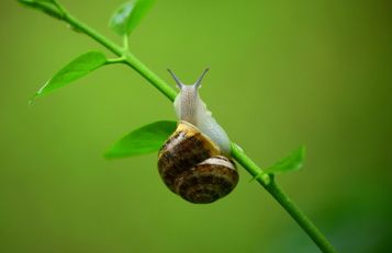O Caracol | Primavera 2023