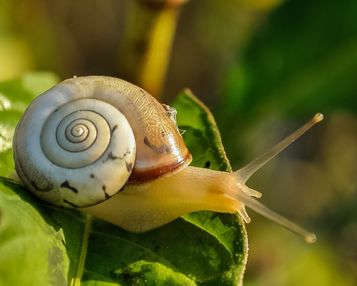 O Caracol | Verão 2023